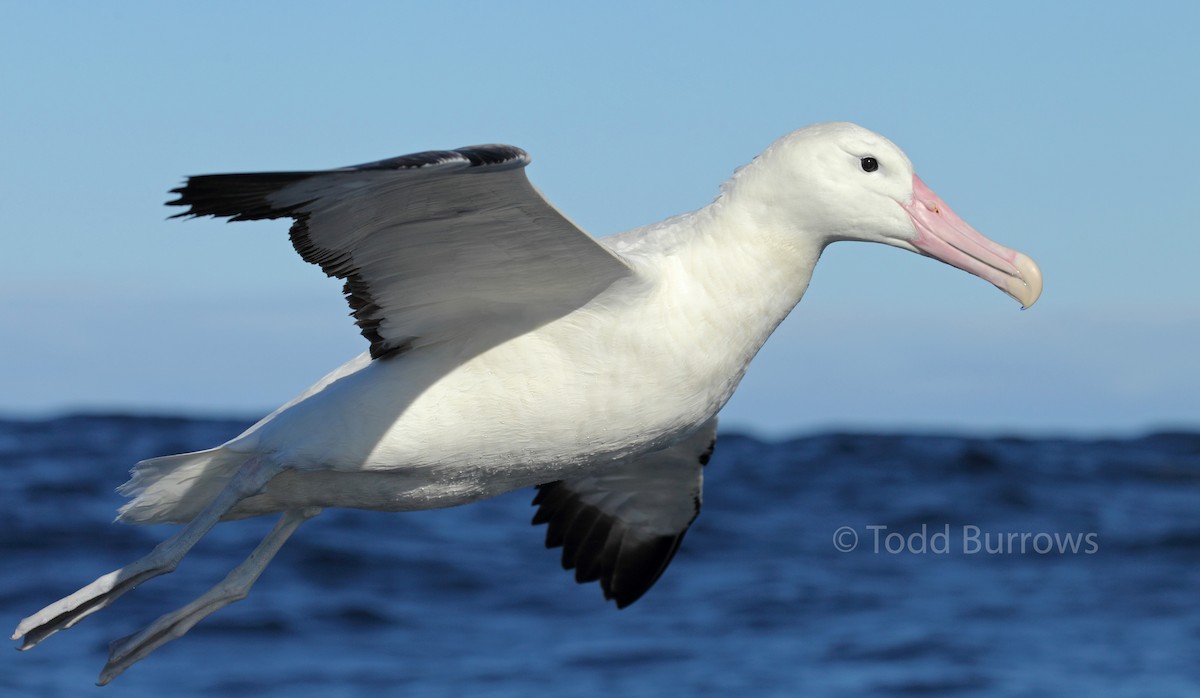 Southern Royal Albatross - Todd Burrows