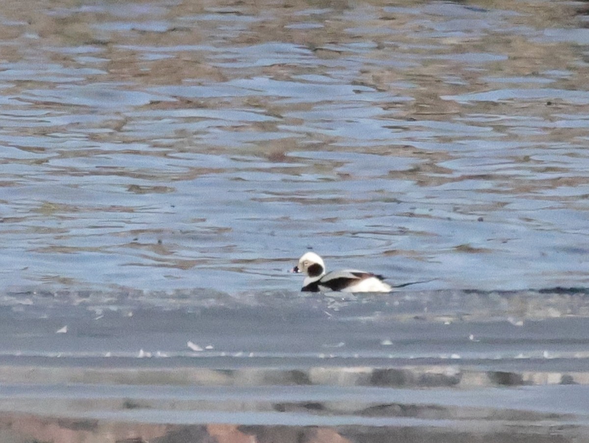 Long-tailed Duck - ML615118870