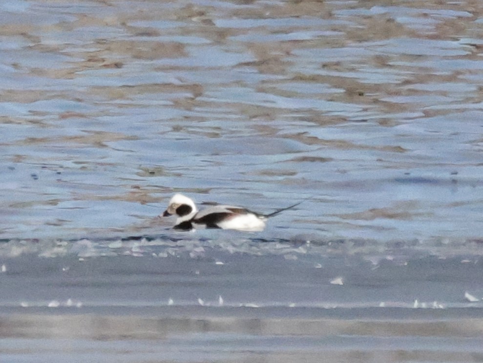 Long-tailed Duck - ML615118871