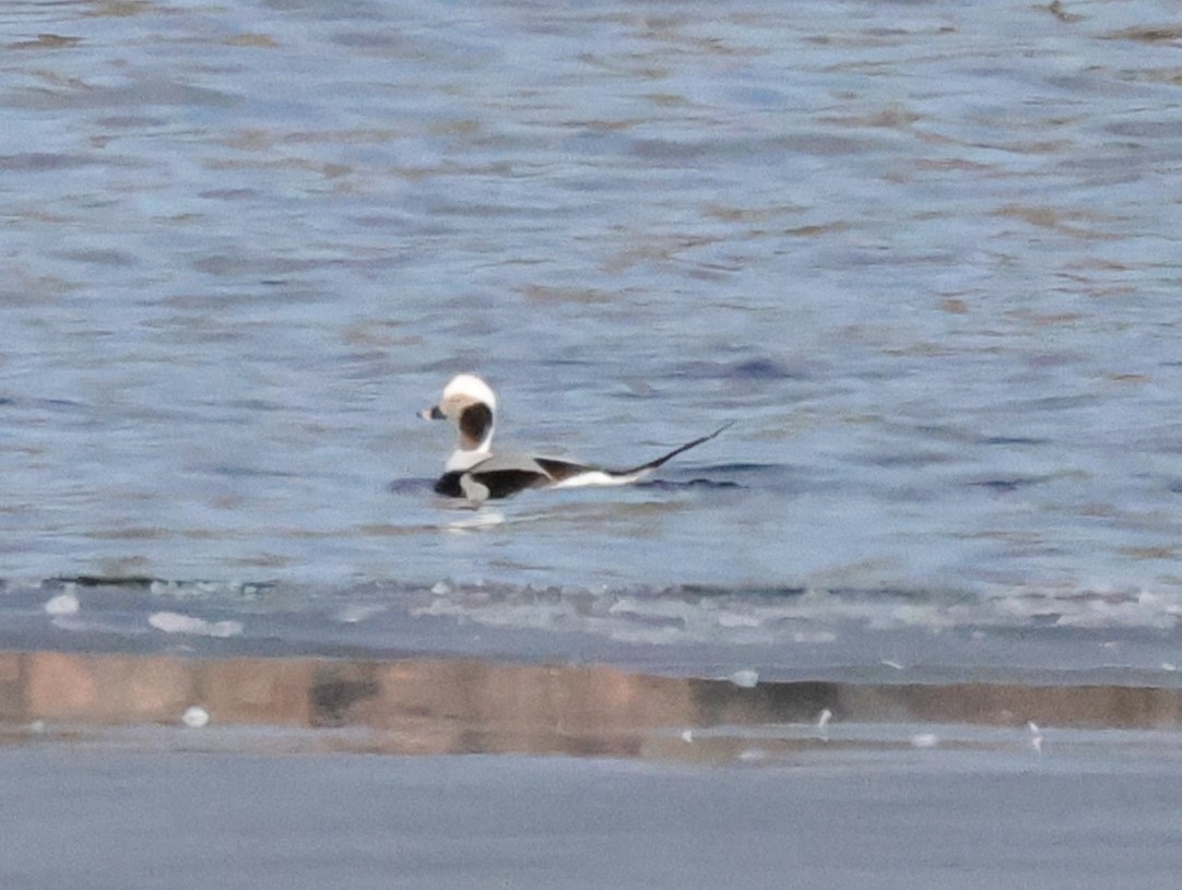 Long-tailed Duck - ML615118872