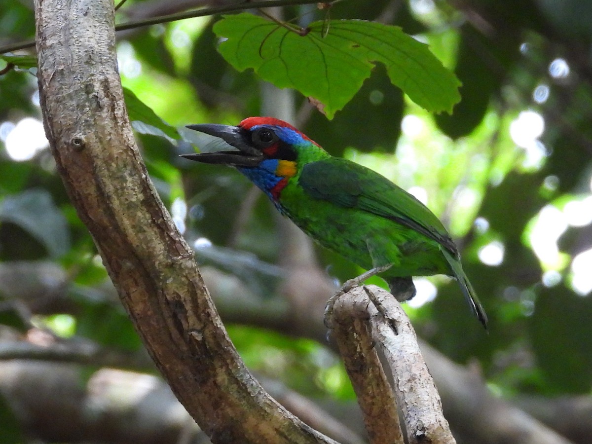 Red-crowned Barbet - Shafeeq Wilson