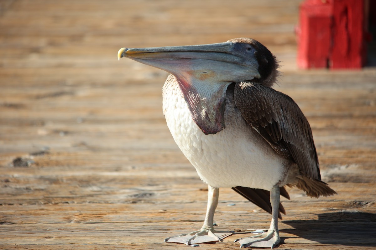 Brown Pelican - Ann Stockert
