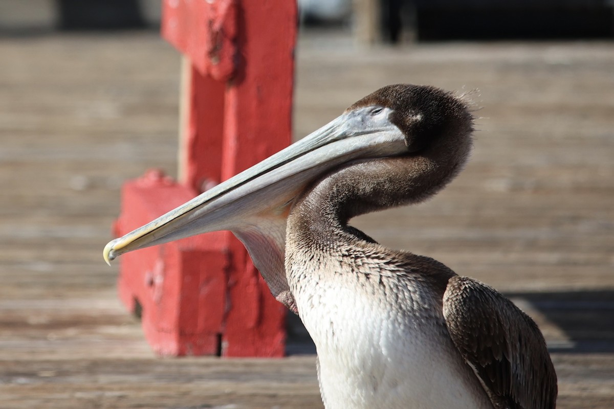Brown Pelican - Ann Stockert