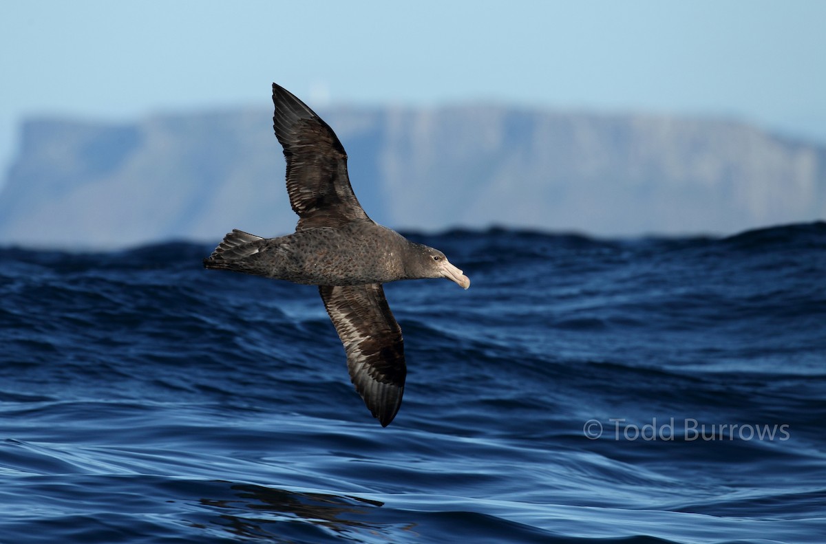 Northern Giant-Petrel - Todd Burrows