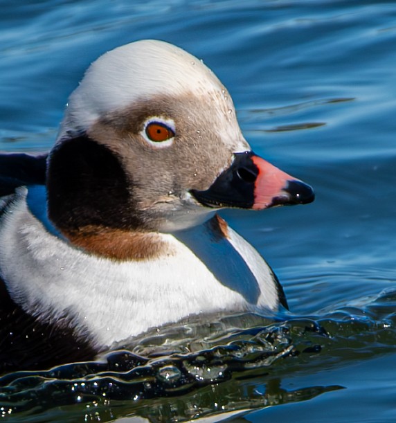 Long-tailed Duck - ML615119319