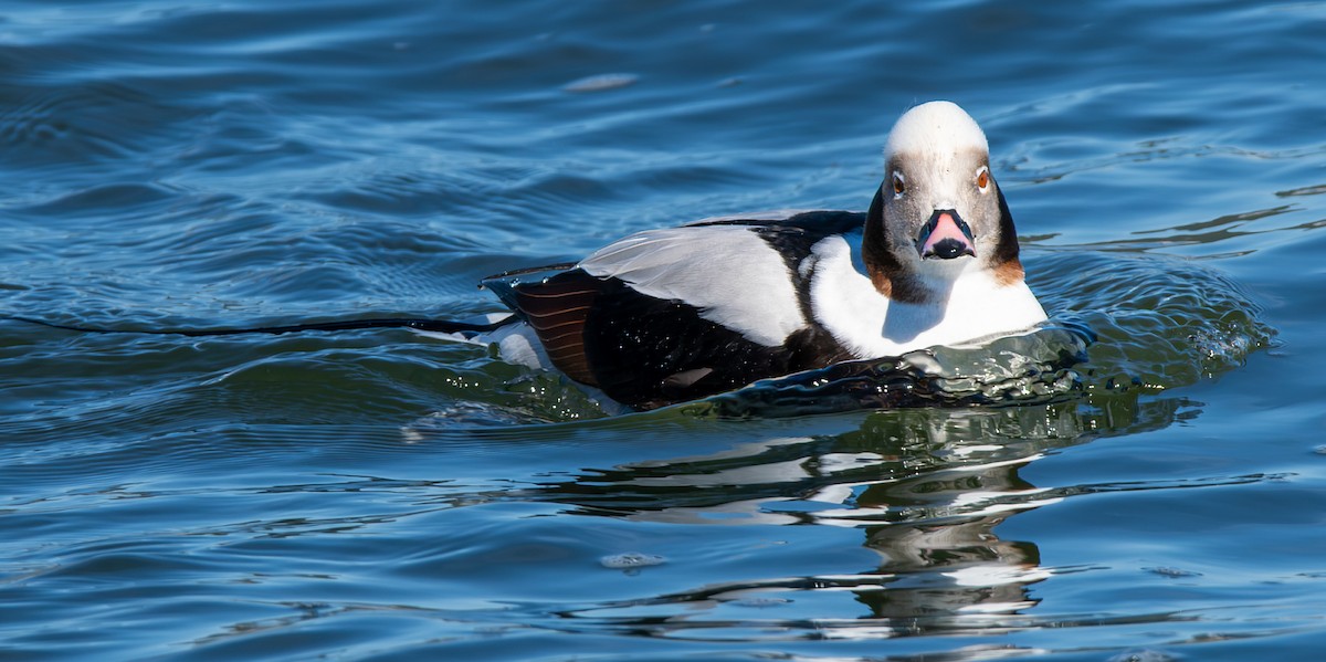 Long-tailed Duck - ML615119320