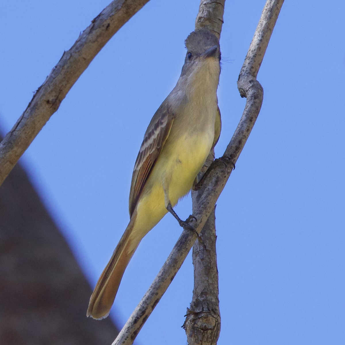 Ash-throated Flycatcher - Dave Prentice