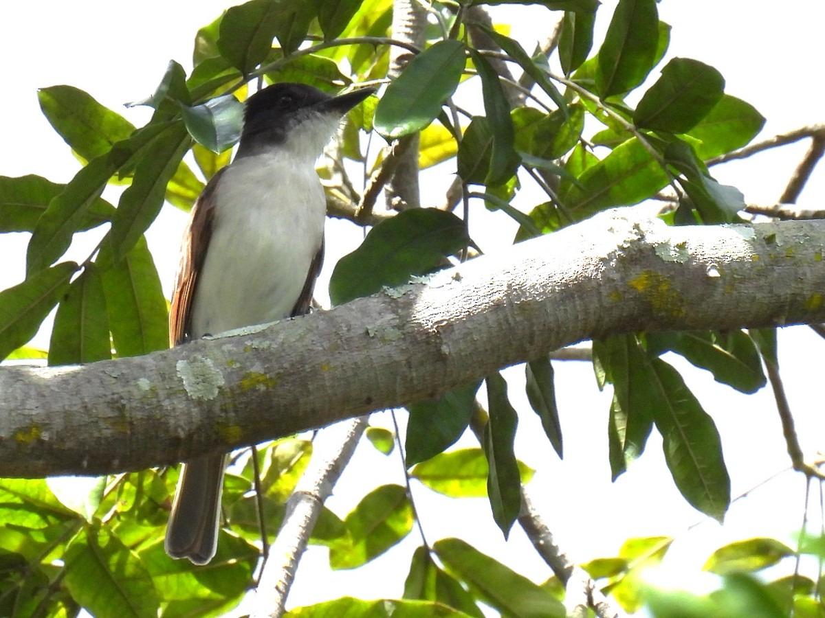 Loggerhead Kingbird (Hispaniolan) - ML615119949