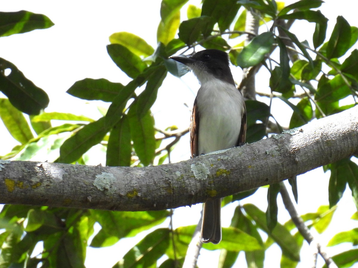 Loggerhead Kingbird (Hispaniolan) - ML615119950