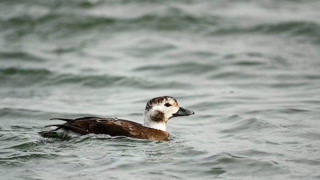 Long-tailed Duck - ML615120557