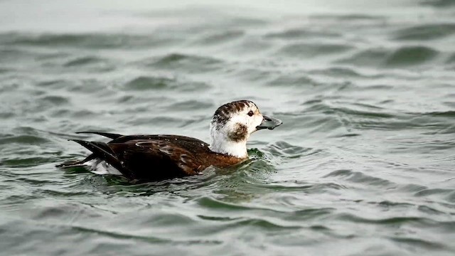 Long-tailed Duck - ML615120558