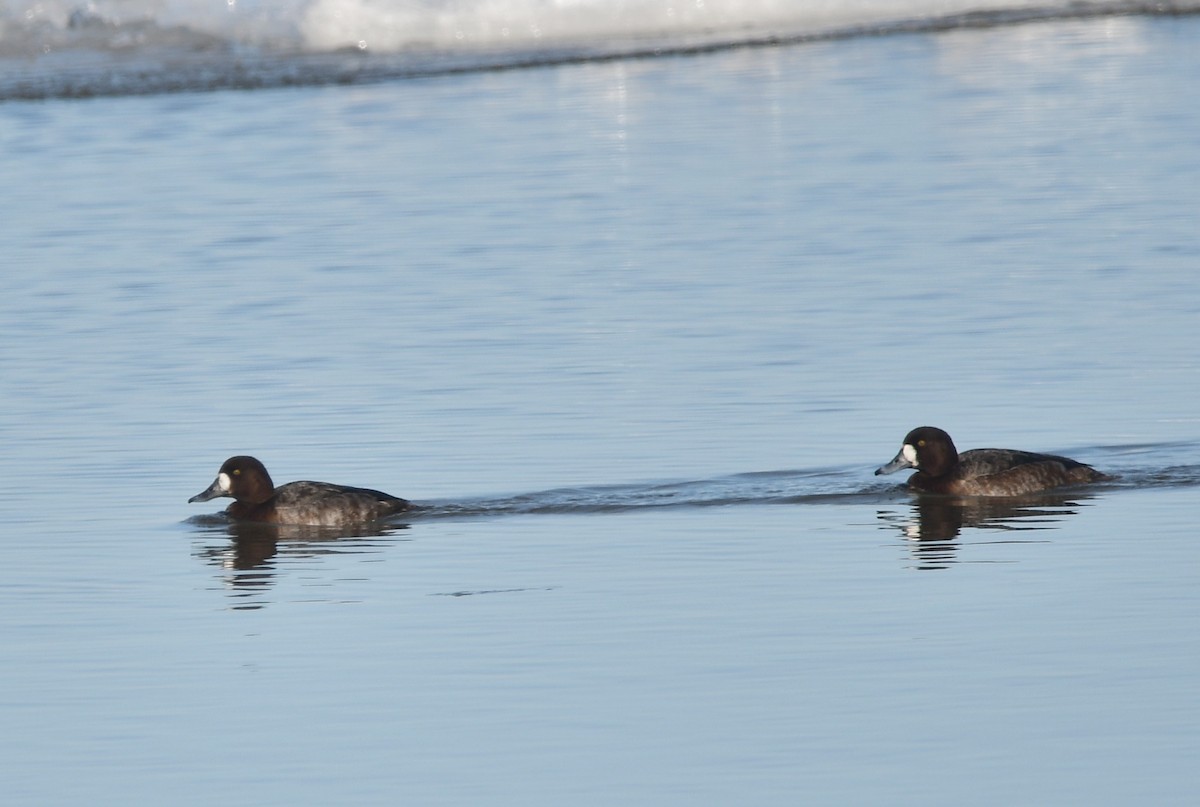 Greater Scaup - ML615120603