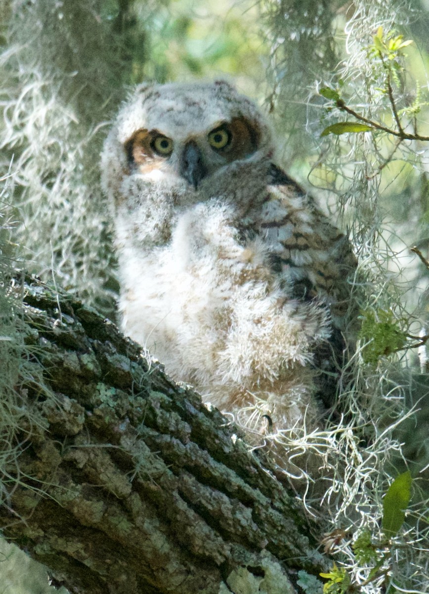 Great Horned Owl - ML615120616