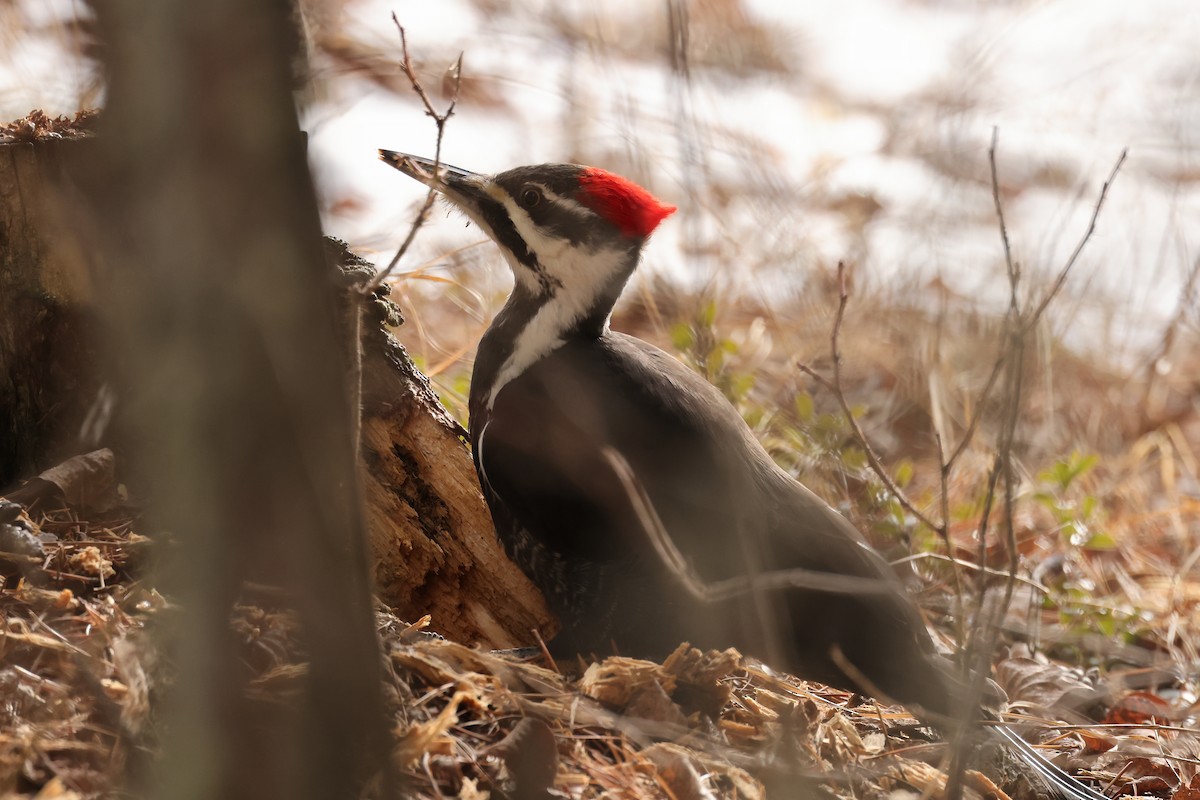 Pileated Woodpecker - ML615120619