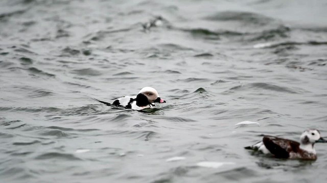 Long-tailed Duck - ML615120622
