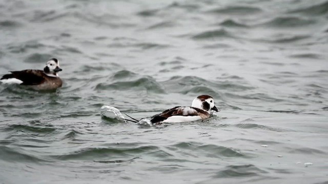 Long-tailed Duck - ML615120624