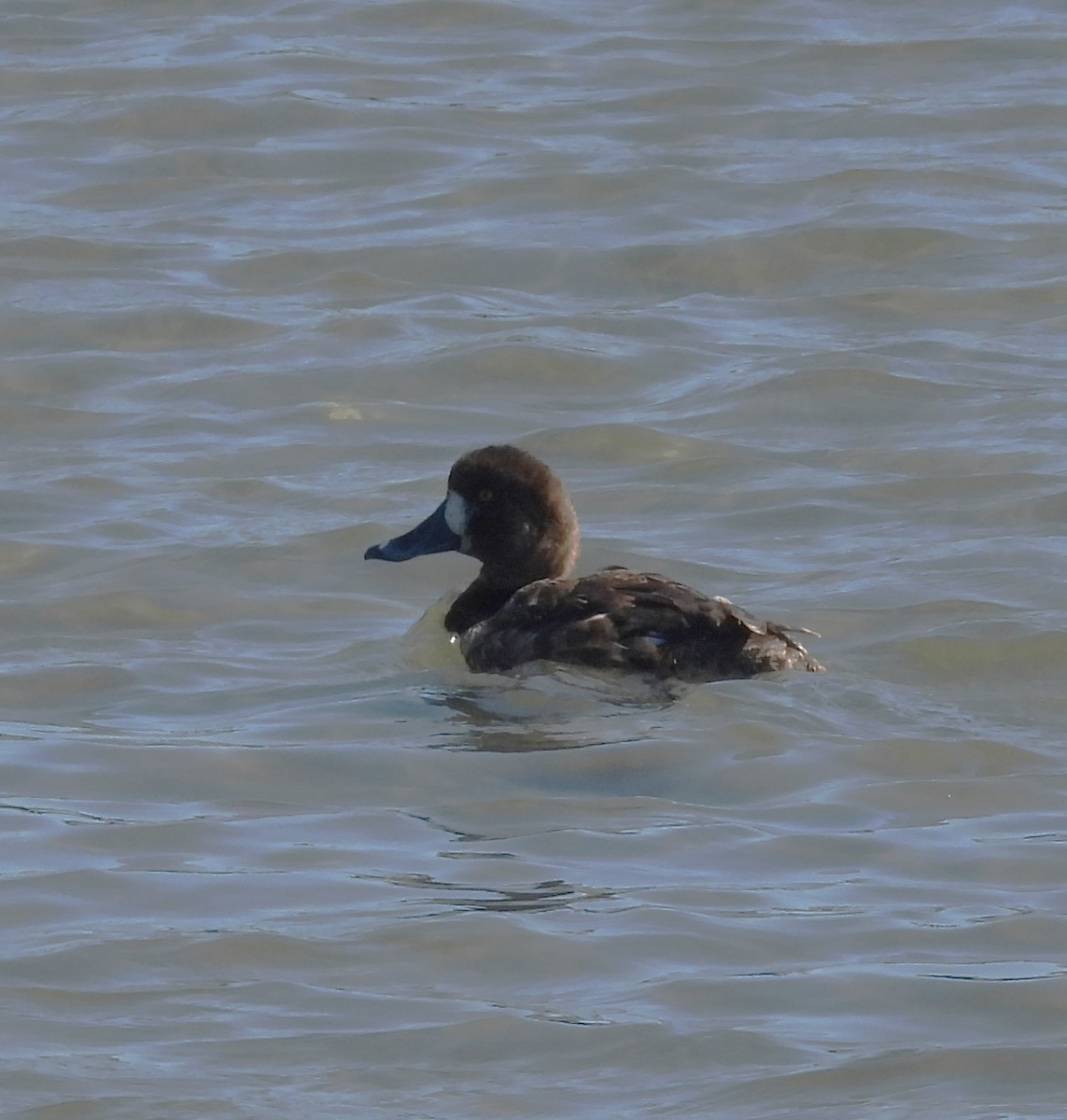 Greater Scaup - ML615120643