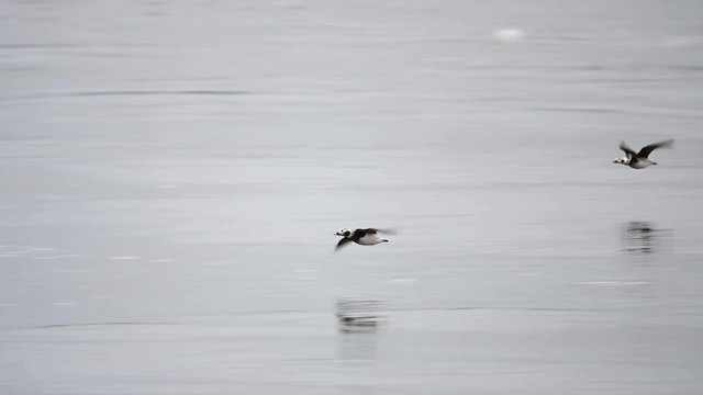 Long-tailed Duck - ML615120669