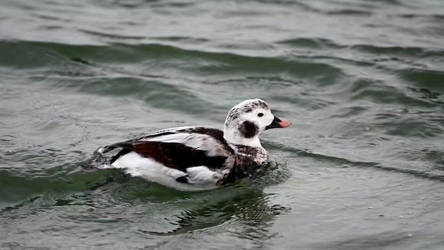 Long-tailed Duck - ML615120701