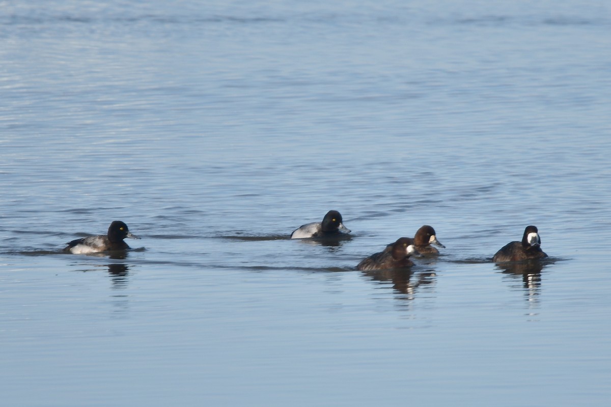 Greater Scaup - ML615120711