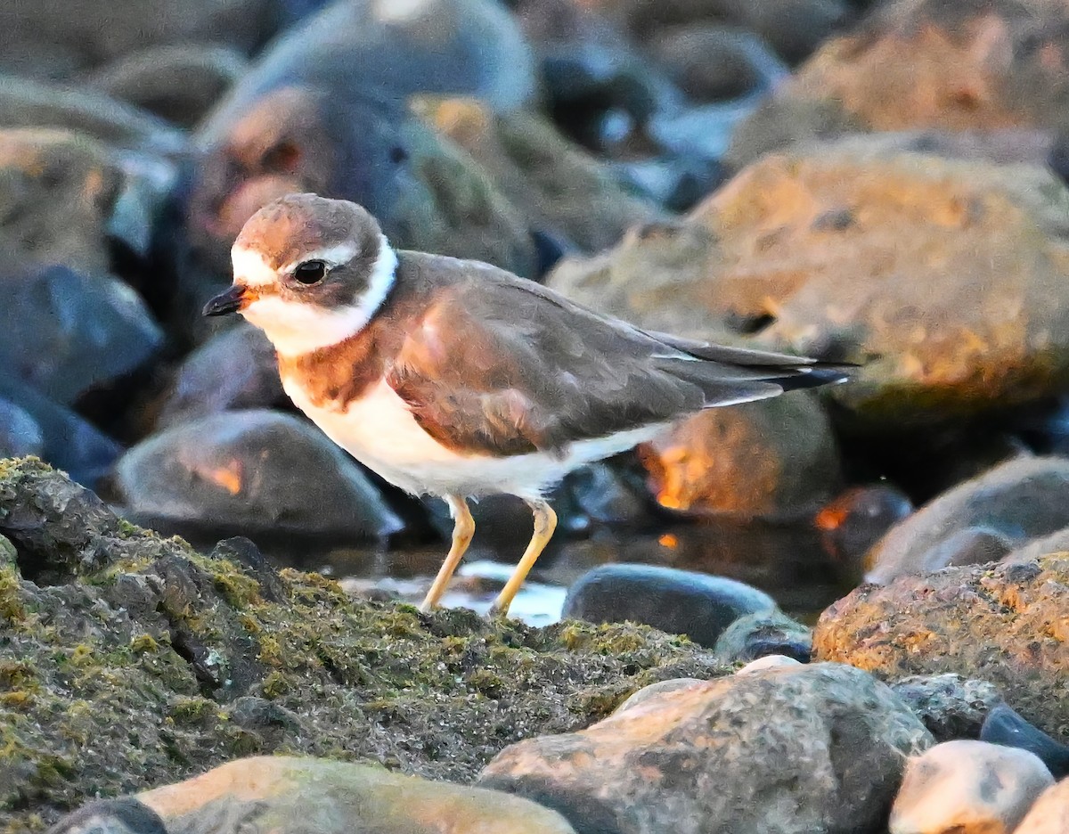 Semipalmated Plover - ML615120751