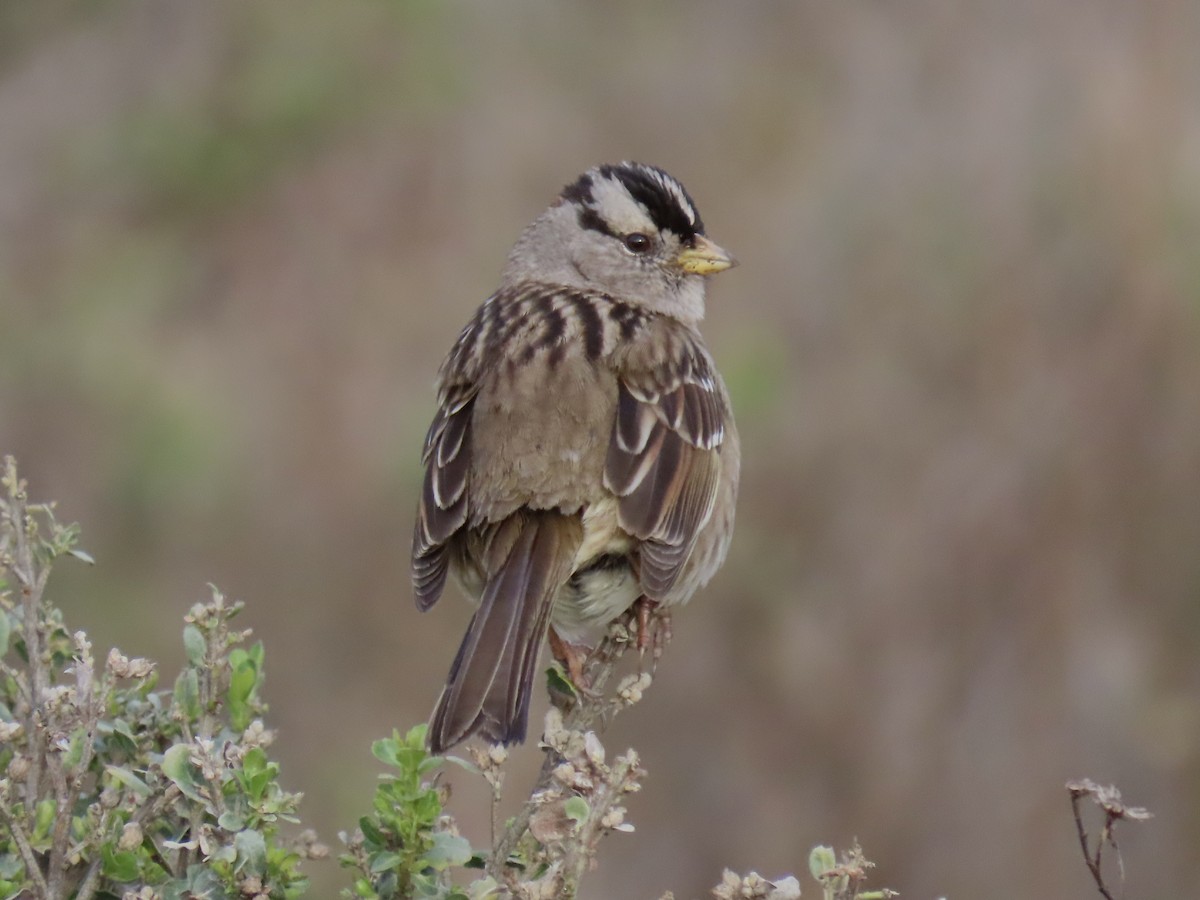 White-crowned Sparrow - ML615120929