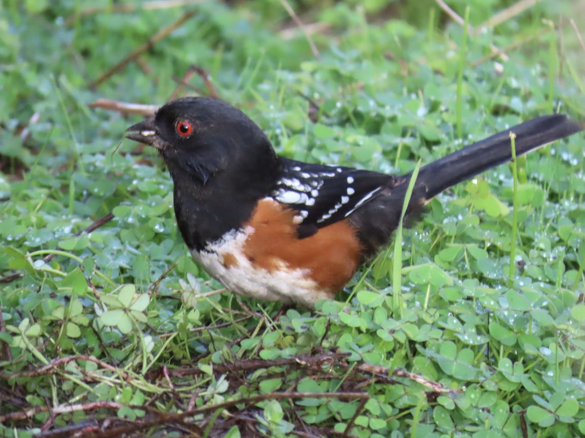 Spotted Towhee - ML615120935