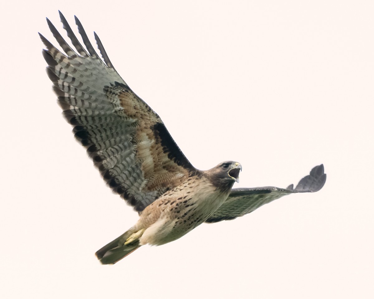 Red-tailed Hawk - ML615121062