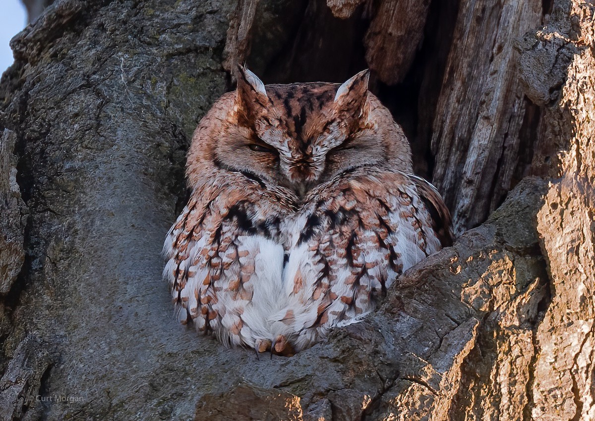 Eastern Screech-Owl - ML615121118