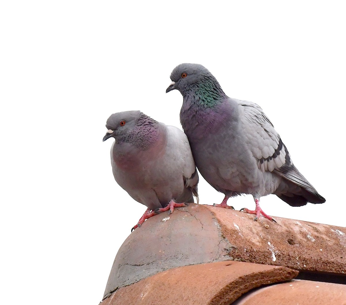 Rock Pigeon (Feral Pigeon) - ML615121138