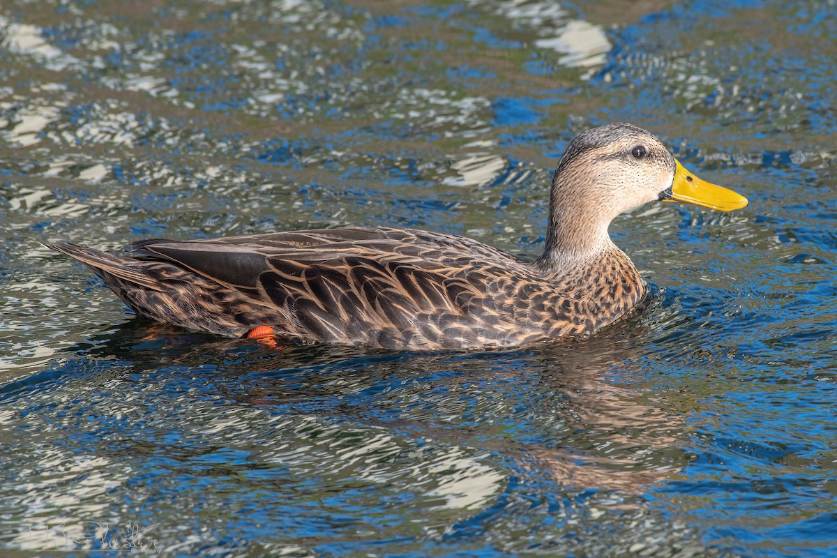 Mottled Duck (Florida) - ML615121153