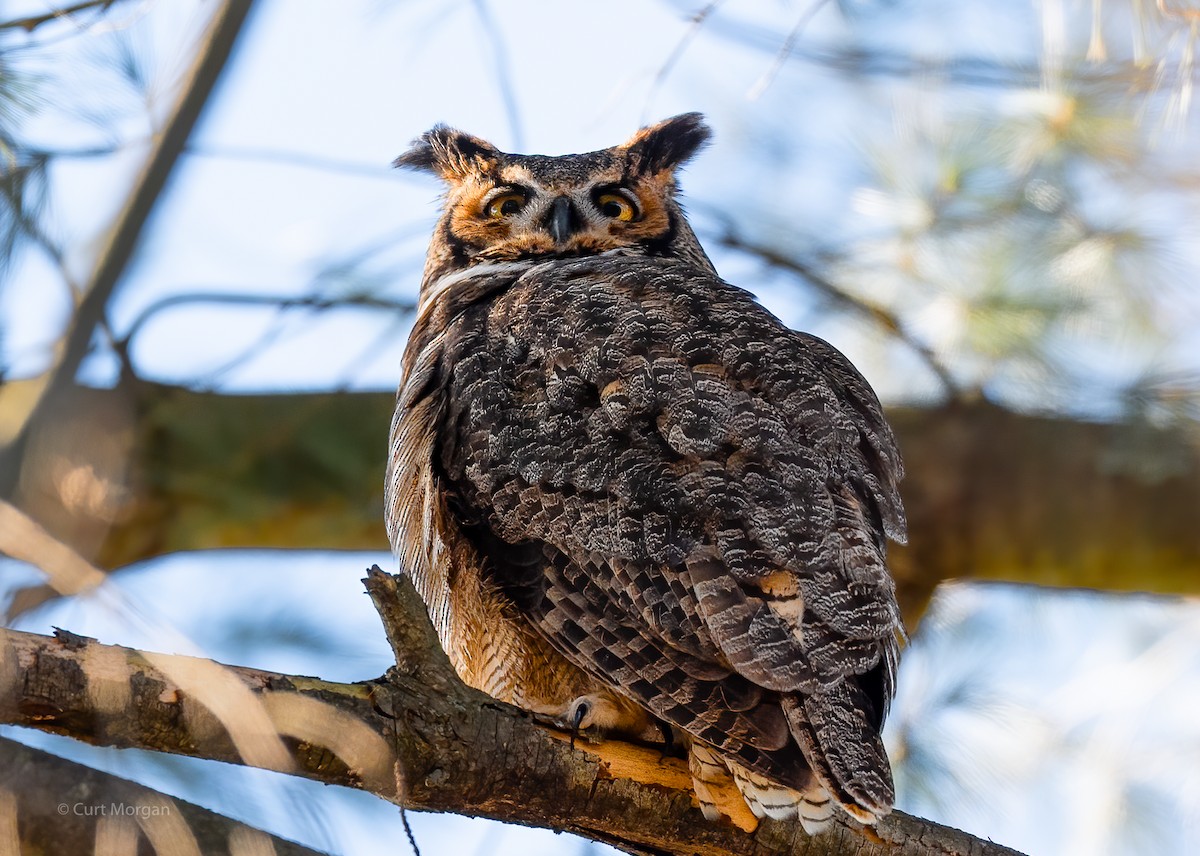 Great Horned Owl - ML615121158