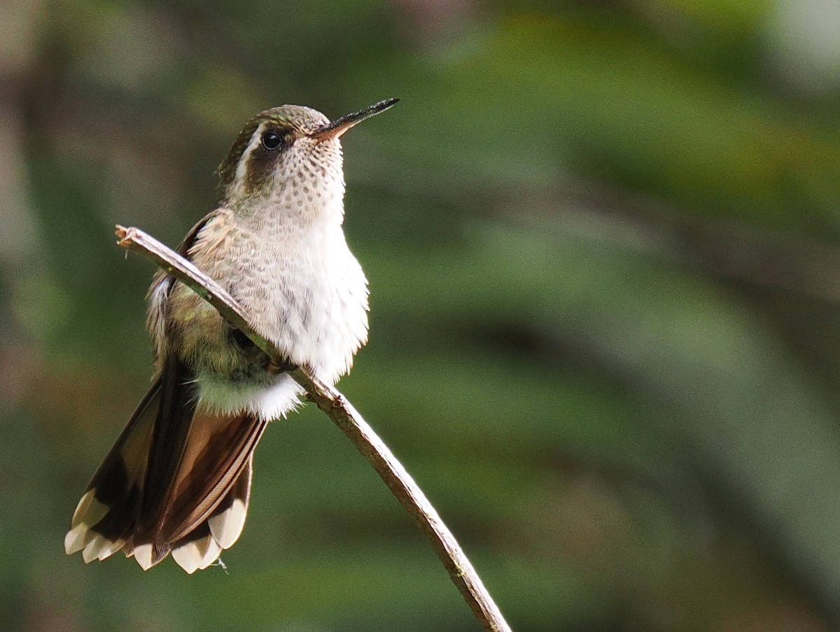 Speckled Hummingbird - Ben Jesup