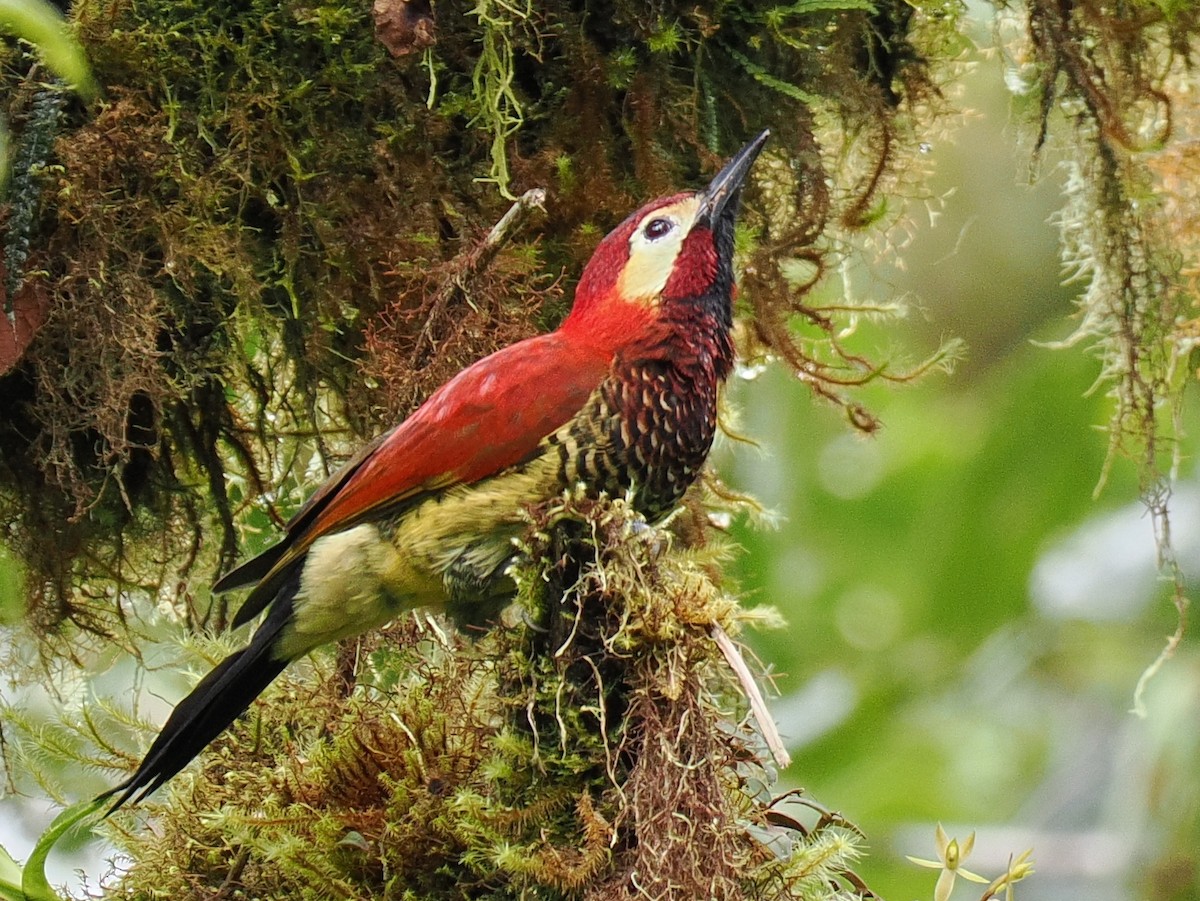 Crimson-mantled Woodpecker - ML615121217