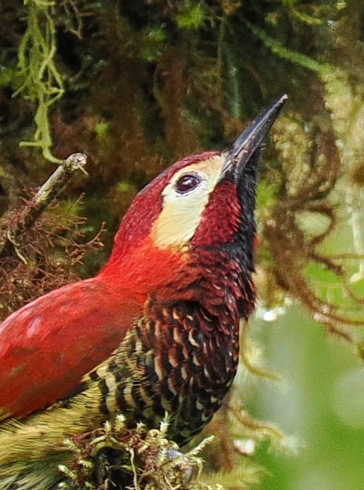 Crimson-mantled Woodpecker - ML615121218