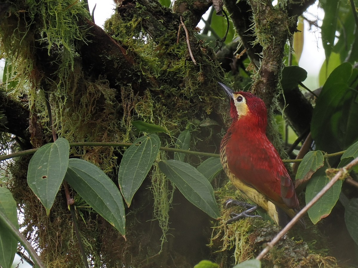Crimson-mantled Woodpecker - ML615121220