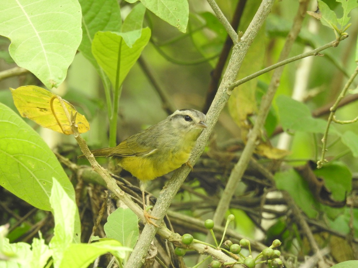 Three-banded Warbler - ML615121223