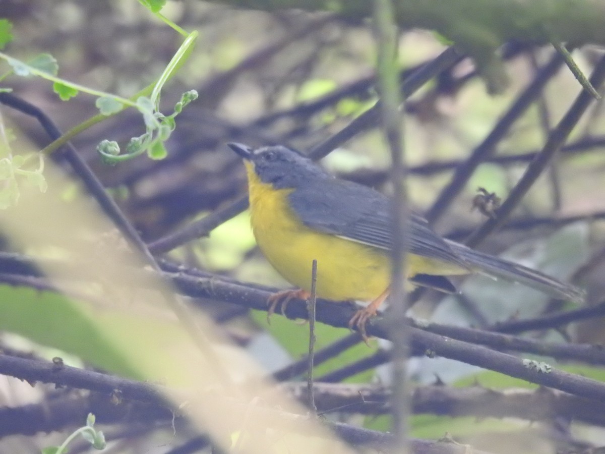 Gray-and-gold Warbler - ML615121263