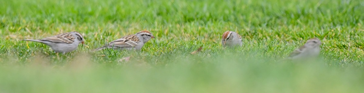 Chipping Sparrow - ML615121335
