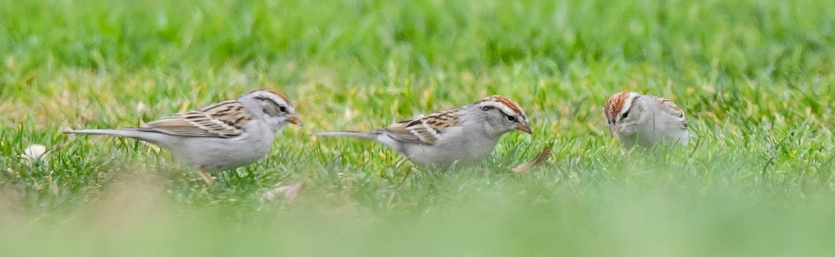 Chipping Sparrow - ML615121337