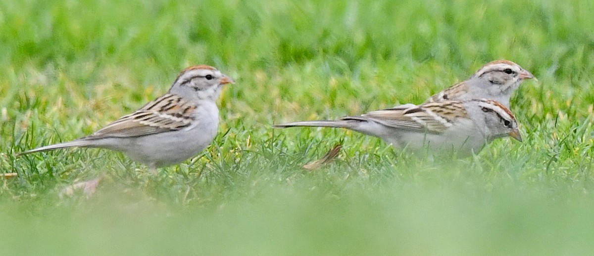 Chipping Sparrow - ML615121338