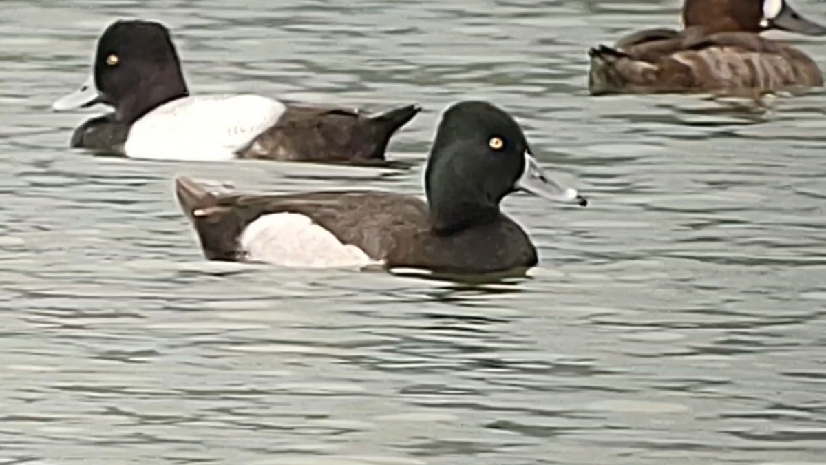 Ring-necked Duck - ML615121375