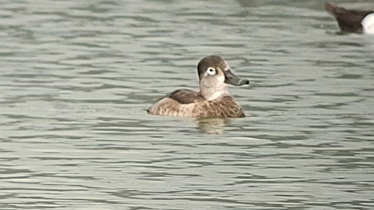 Ring-necked Duck - ML615121376