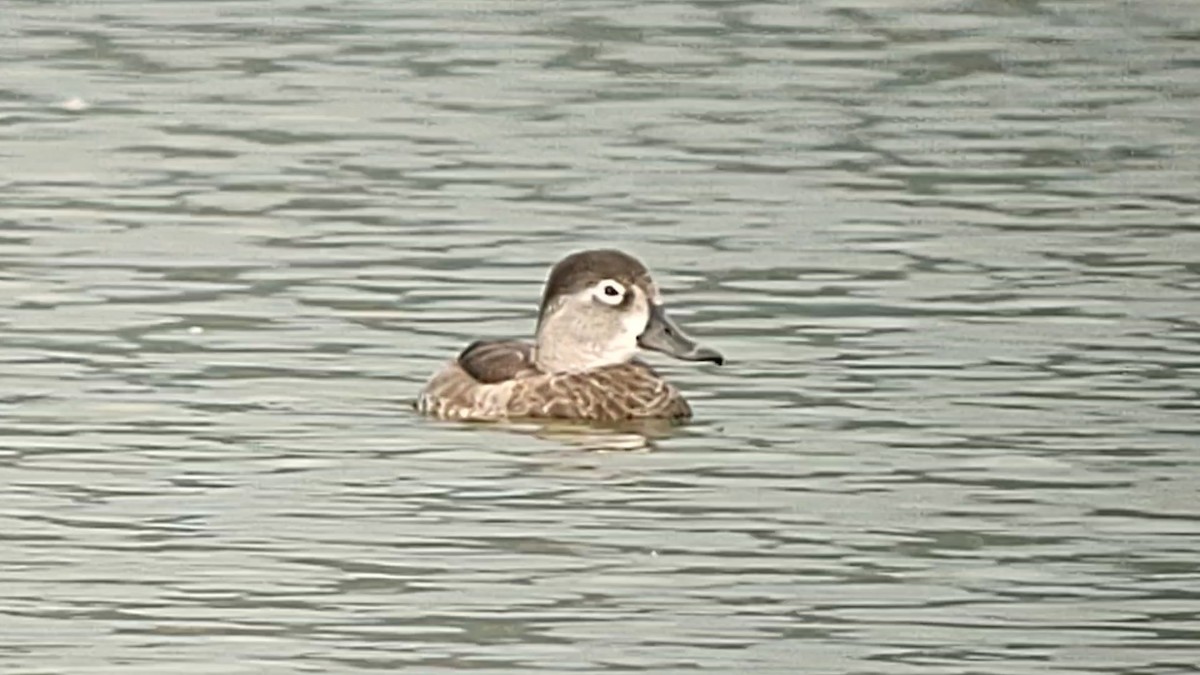 Ring-necked Duck - ML615121377