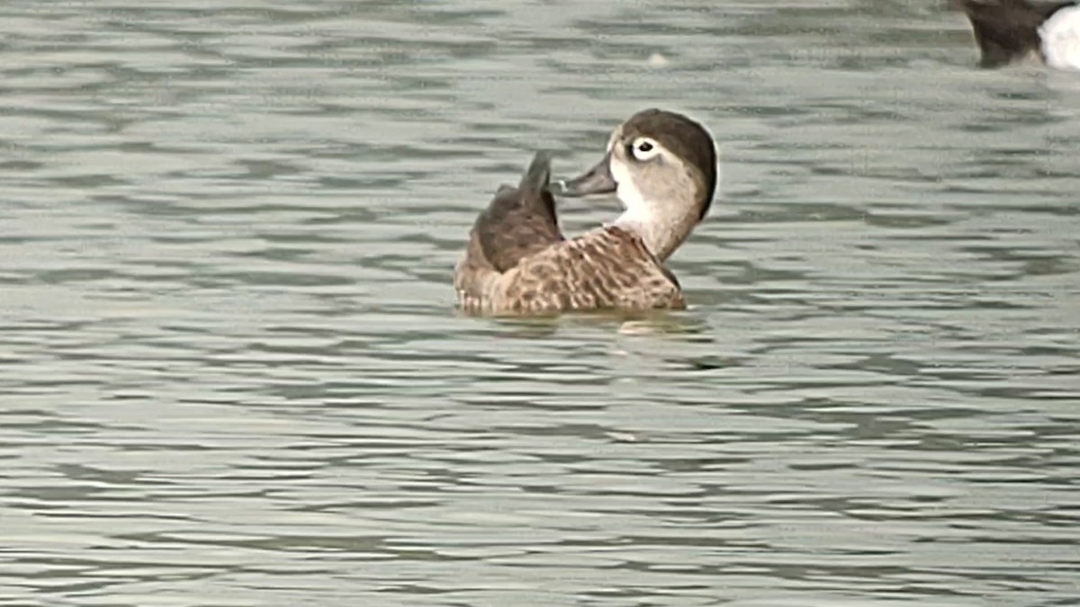 Ring-necked Duck - ML615121378