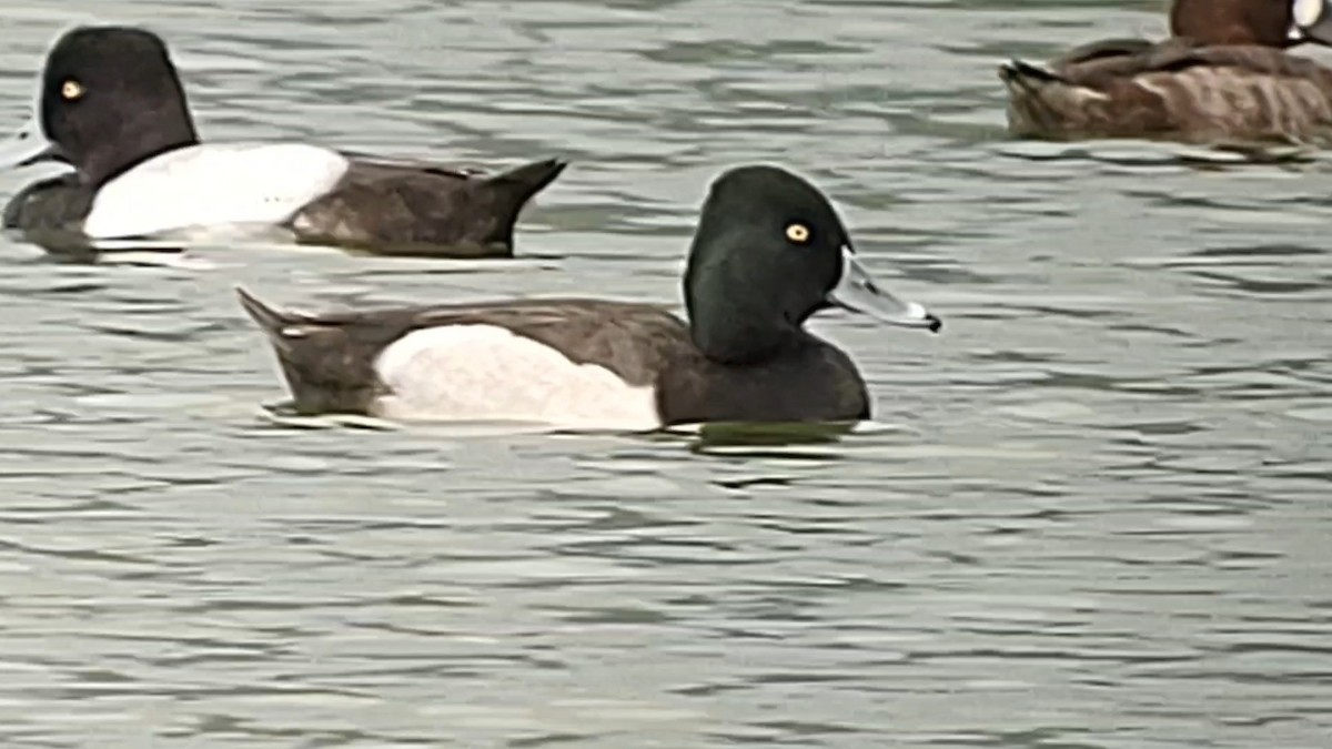 Ring-necked Duck - ML615121380