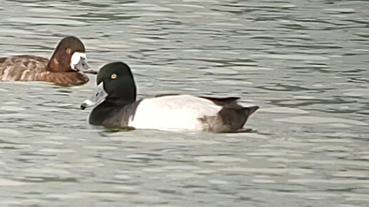 Ring-necked Duck - ML615121381