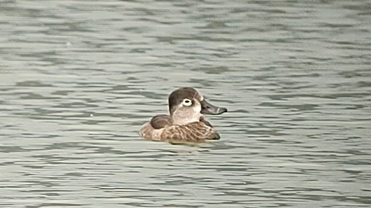 Ring-necked Duck - ML615121383