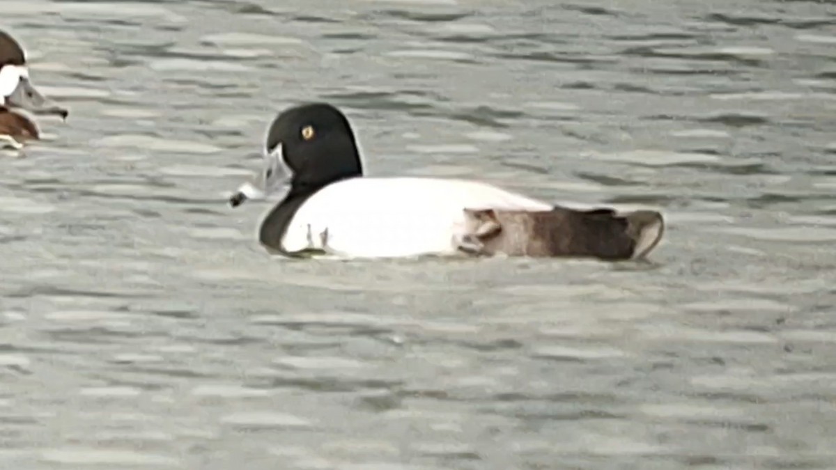 Ring-necked Duck - ML615121384