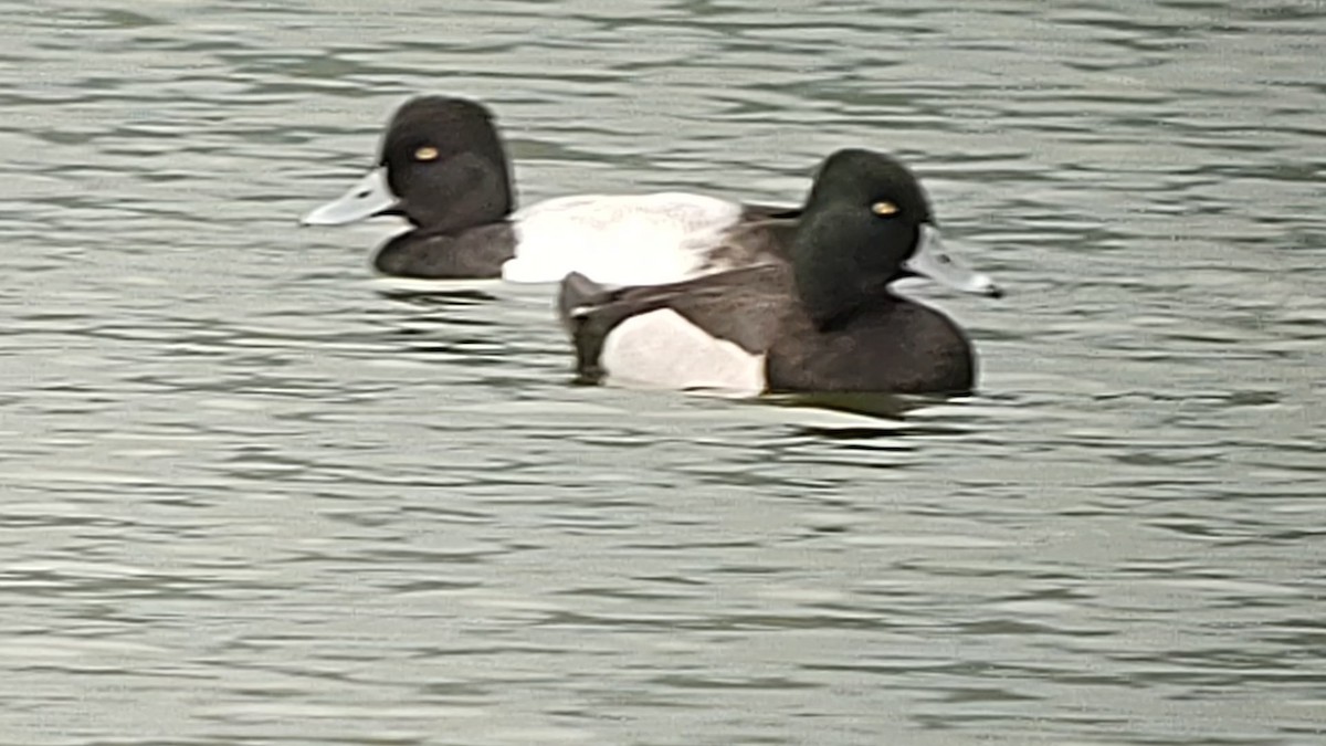 Ring-necked Duck - ML615121385